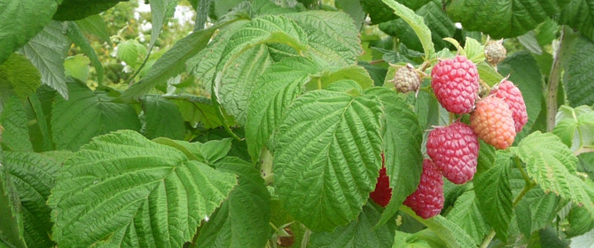 framboise remontante